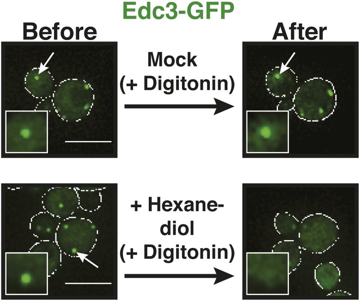 Figure 3—figure supplement 1.