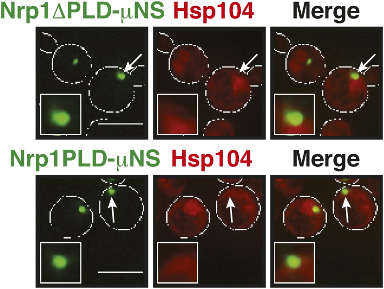 Figure 6—figure supplement 10.