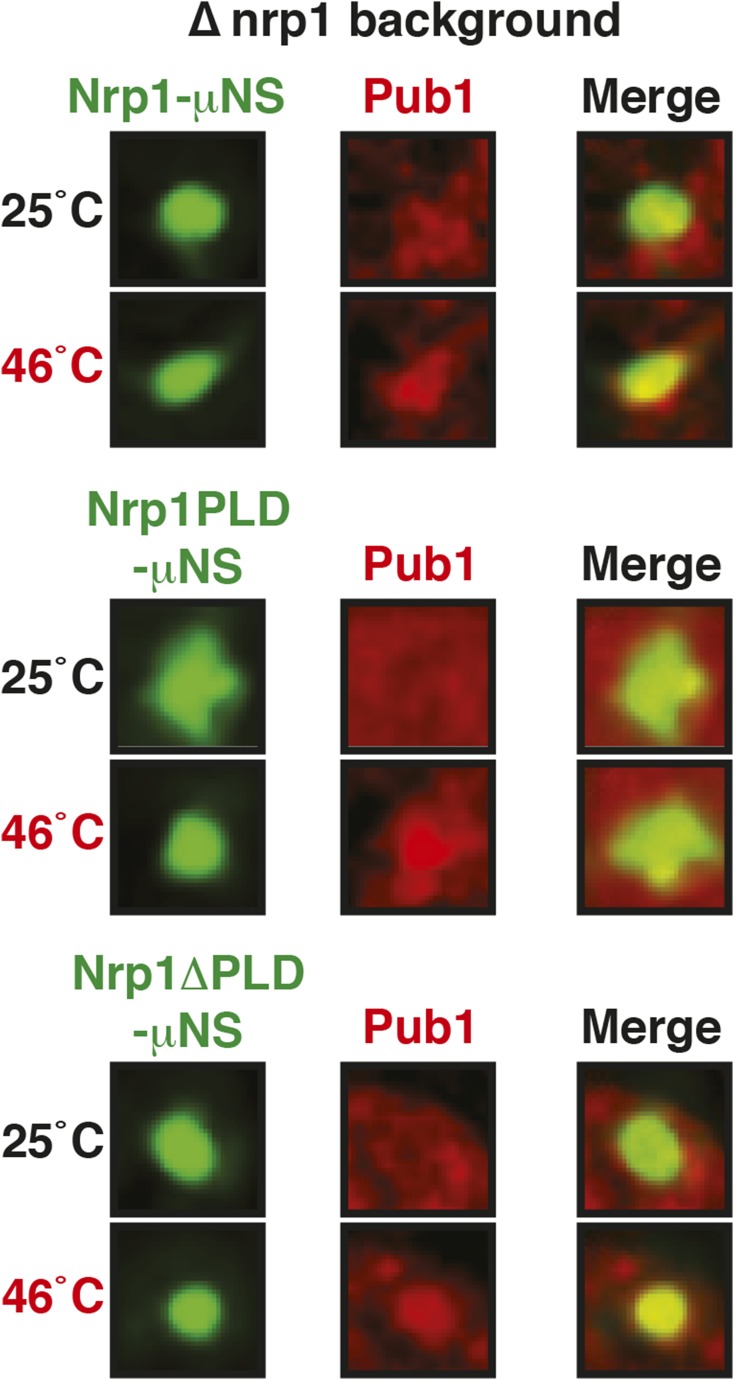 Figure 6—figure supplement 12.