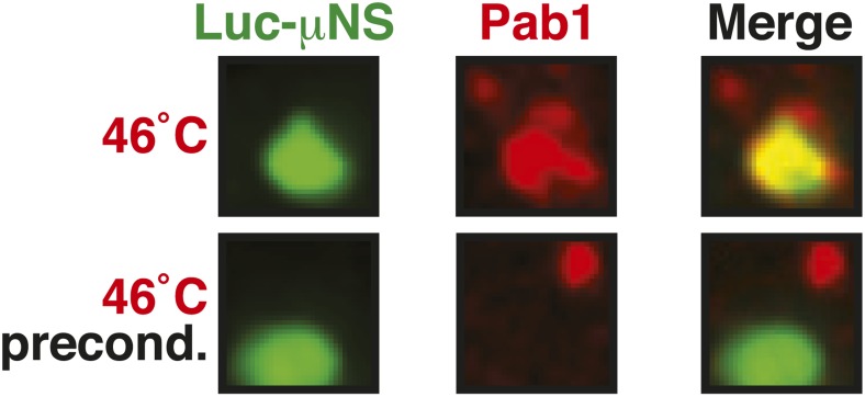 Figure 6—figure supplement 7.