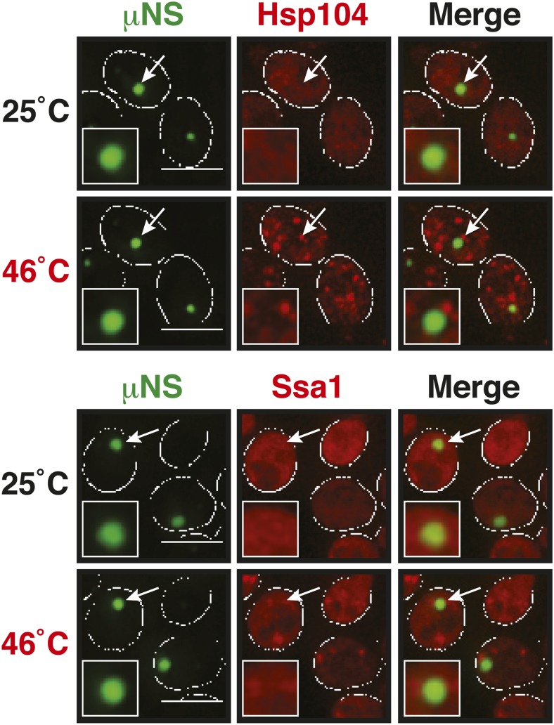 Figure 6—figure supplement 1.