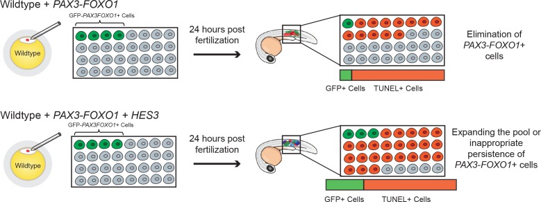 Figure 4—figure supplement 2.