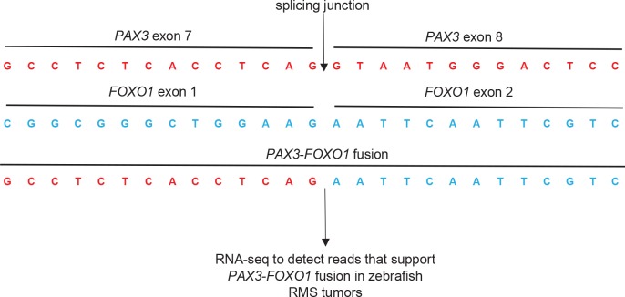 Figure 1—figure supplement 2.