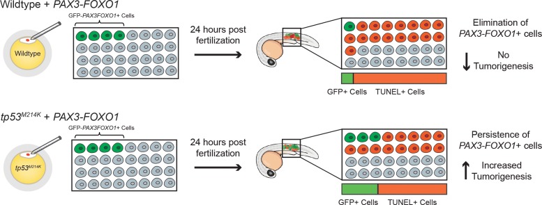 Figure 2—figure supplement 2.