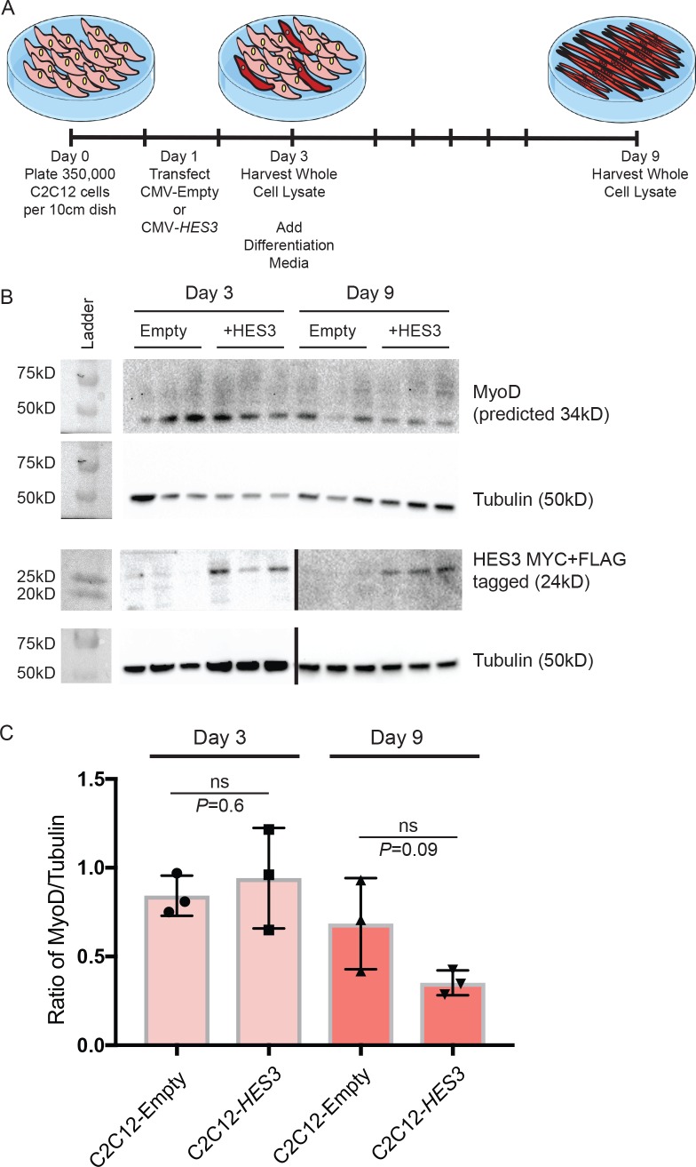 Figure 5—figure supplement 2.