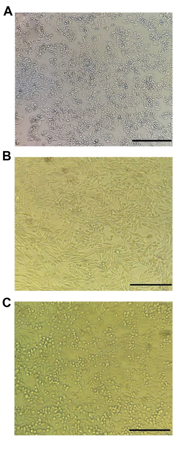 Fig.3