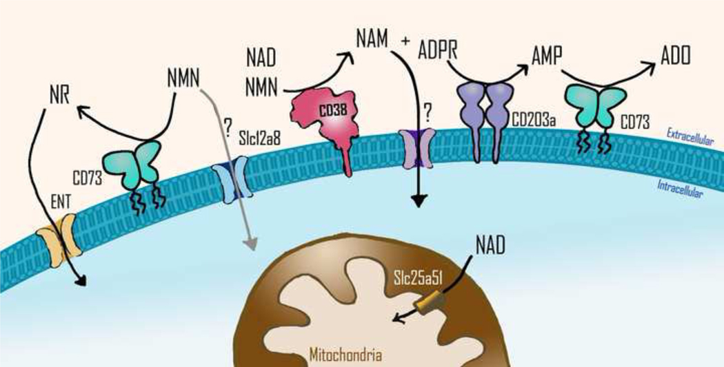 Figure 3.