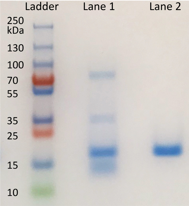 Figure 2