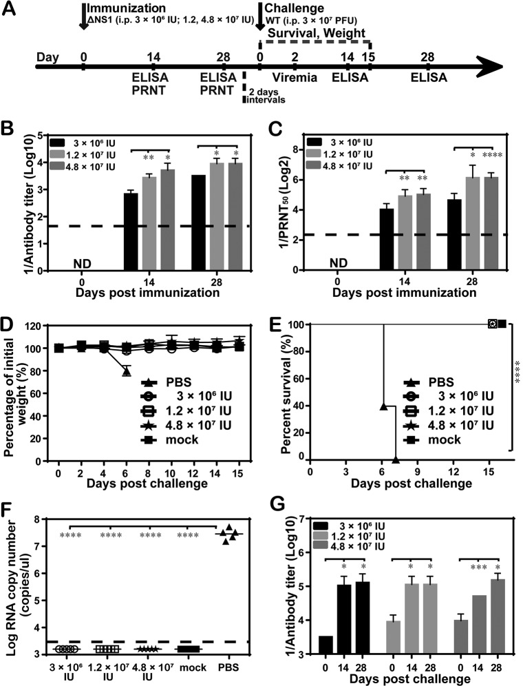 FIG 6