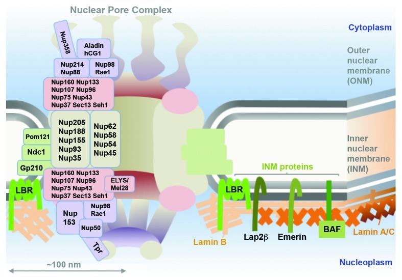 graphic file with name nucl-4-105-g1.jpg