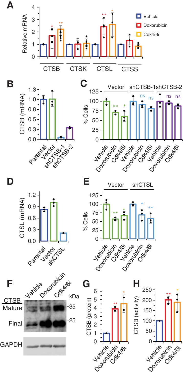 Figure 4. Role of cathepsins on the bystander effect of SYD985. A, Levels of the indicated cathepsins were determined by qRT-PCR in MCF7 cells treated as in Fig. 1A; n ≥ 3. B, Levels of mRNA encoding CTSB in parental MCF7 cells or the same cells stably transfected with the empty vector or two different shRNA (sh) targeting CTSB. Results were normalized to parental cells; n = 3. C, As described in Fig. 3A, cocultures were performed to analyze the bystander effect of SYD985 upon knockdown of CTSB; n = 3. D and E, The role of Cathepsin L on the bystander effect of SYD985 was analyzed as in B and C. MCF7 cells treated as indicated were lysed and lysates analyzed by Western blot analysis with anti-CTSB antibodies (F and G) or processed to determine CTSB activity with a specific assay (H); n = 3.