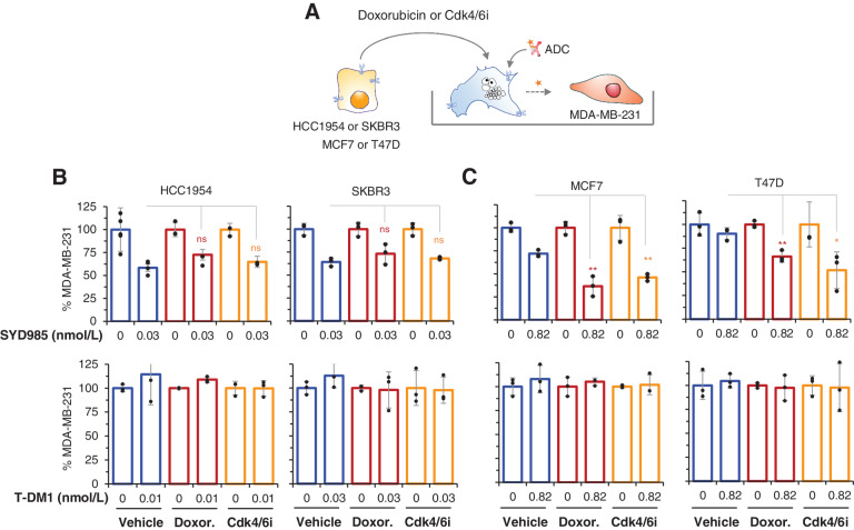 Figure 3. Effect of doxorubicin or Cdk4/6i on the bystander effect of SYD985. A, Schematic showing the experimental procedure. The indicated cells were treated with doxorubicin or Cdk4/6i for 4 or 5 days, respectively. Then, cells were harvested and cococultured with MDA-MB-231 cells expressing luciferase and cocultures were treated with SYD985 or T-DM1 for 5 additional days. At the end of the experiment, MDA-MB-231/luc cells were quantified by luminescence. B and C, Luminescence, quantified as described in A, was determined at the end of the experiments and normalized to cells treated with vehicle. n ≥ 3.