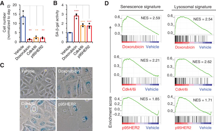 Figure 1. Diverse senescence inducers increase lysosomal function. A, MCF7 cells were treated with vehicle, doxorubicin (50 nmol/L), the Cdk4/6i palbociclib (700 nmol/L) or induced to express p95HER2 for 4 or 5 days. Then, cells were counted; n = 3. B, SA-β-gal activity was quantified using Galacto-Light Plus beta-Galactosidase Reporter Gene Assay System Kit (Applied Biosystems) from cells treated as in A. Results were normalized to those of cells treated with vehicle; n = 4. C, Representative pictures of SA-β-gal staining of MCF7 cells treated as in A. D, Transcriptomic profiles of cells treated as in A were determined by RNA-seq. senescence and lysosomal GSEA signatures in treated cells were compared with that in cells treated with vehicle. P value corresponds to the NOM P value obtained by GSEA in the HALLMARK database.