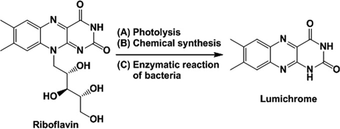 FIG 1