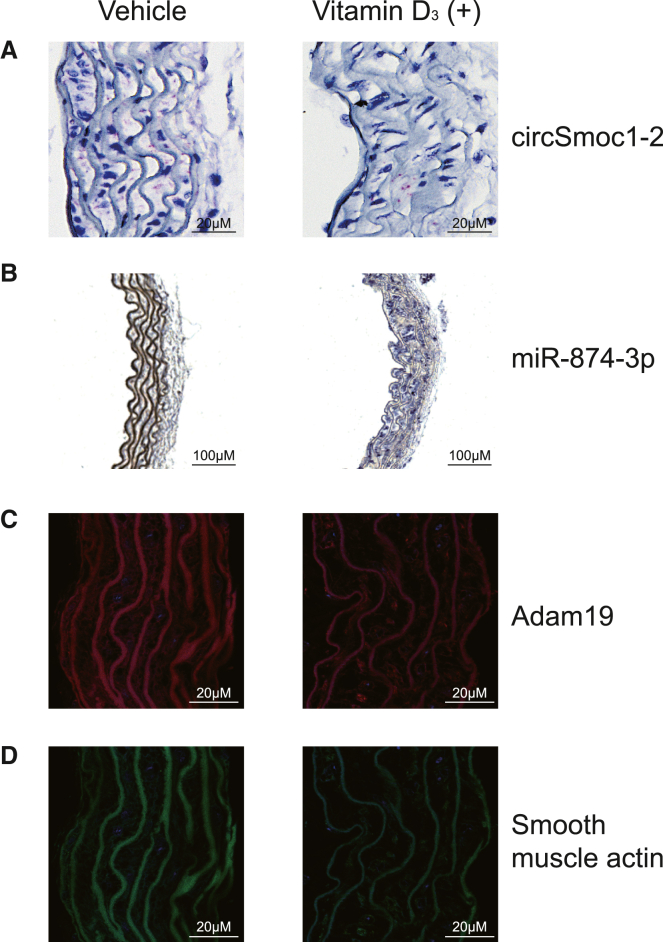 Figure 5