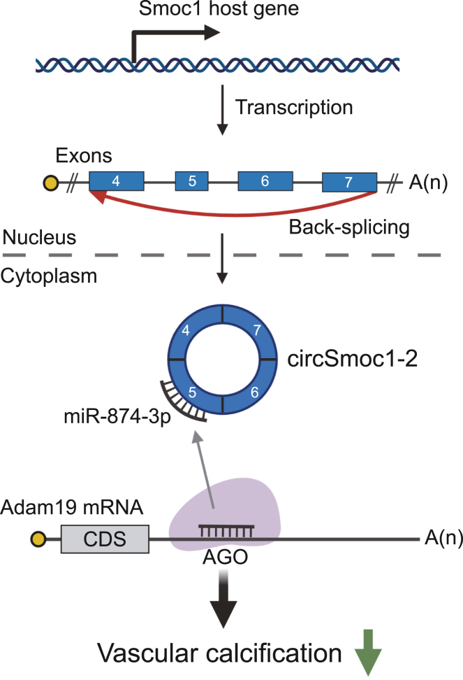 Figure 6