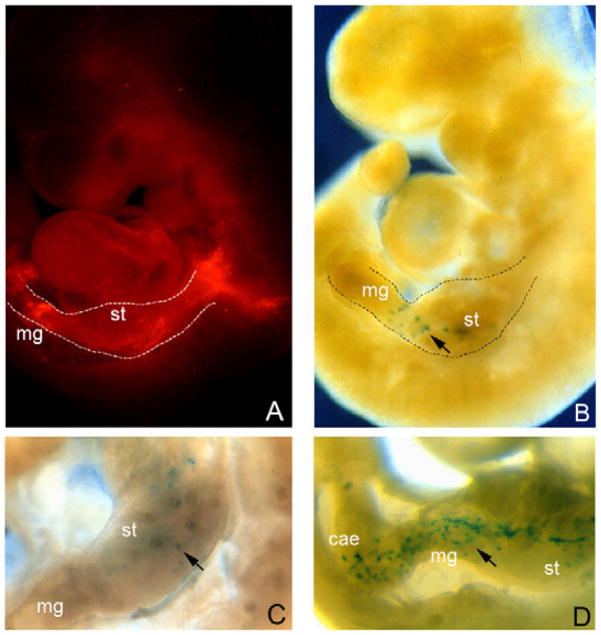 Fig. 2