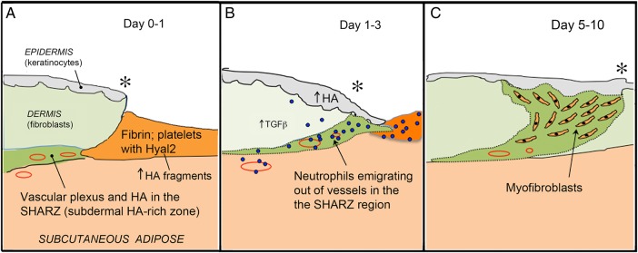 Fig. 2.