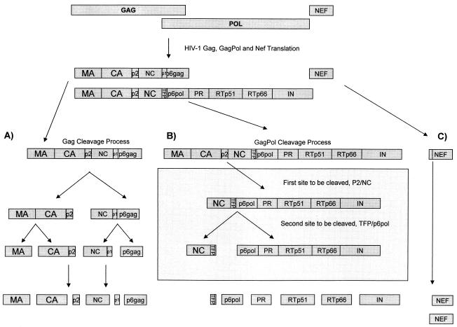 FIG. 1.