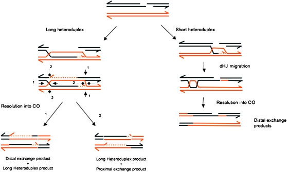 Figure 5.—