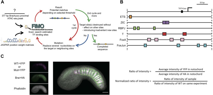 FIGURE 1