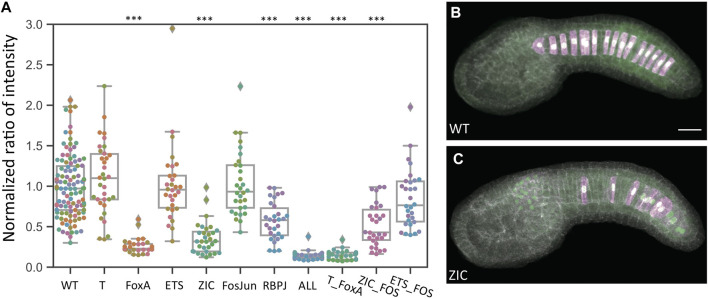 FIGURE 2