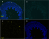 Figure 4—figure supplement 1.