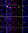 Figure 4—figure supplement 2.
