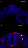 Figure 1—figure supplement 1.