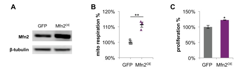 Figure 3—figure supplement 2.