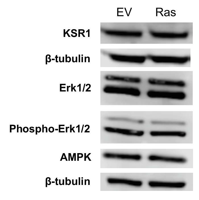 Figure 4—figure supplement 2.