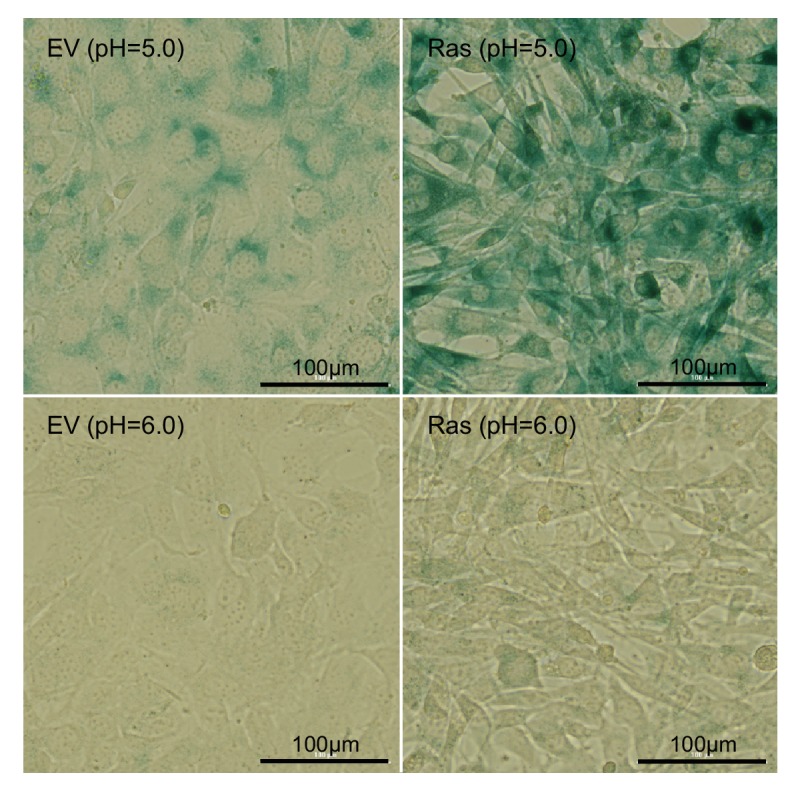 Figure 4—figure supplement 1.