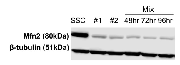 Figure 2—figure supplement 3.