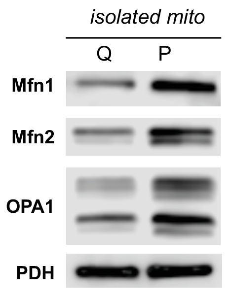 Figure 2—figure supplement 2.