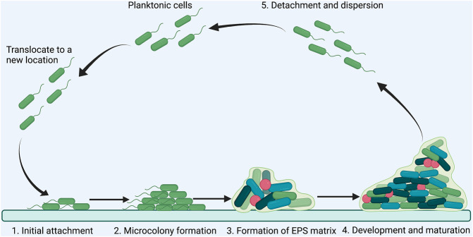 FIGURE 3