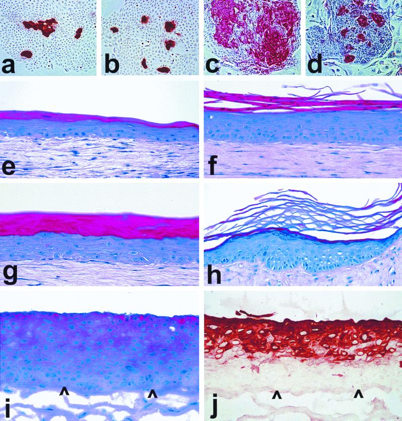 FIG. 6