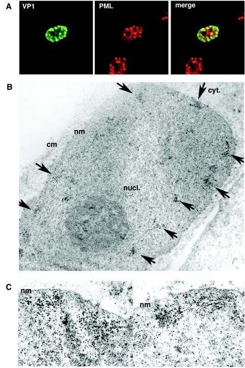 FIG. 9.