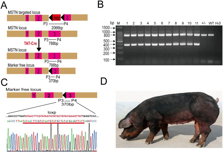 Fig 6