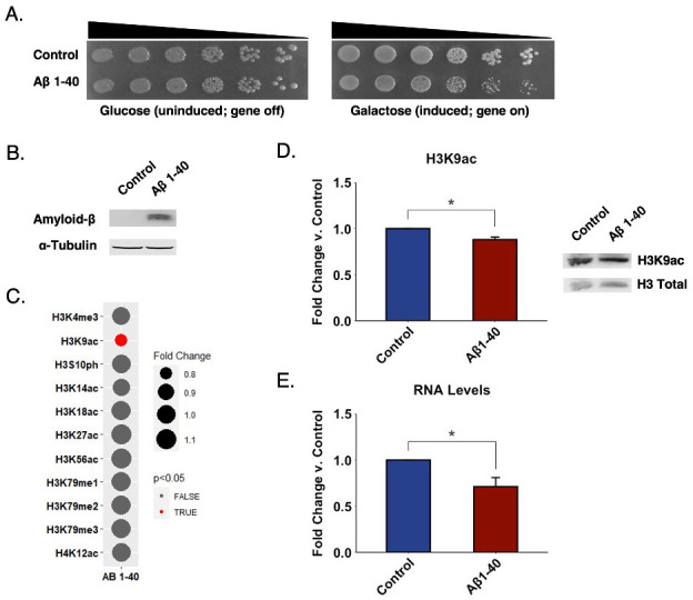 Figure 1. Aβ 1-40 overexpression in yeast is accompanied by changes in H3K9ac levels