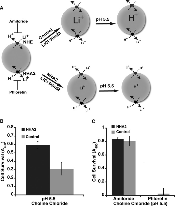 FIGURE 5.