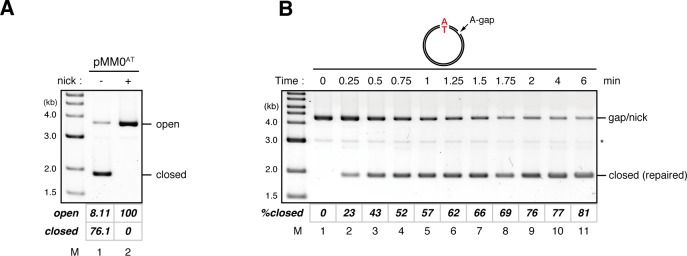 Figure 1—figure supplement 5.