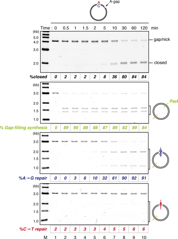 Figure 1—figure supplement 6.