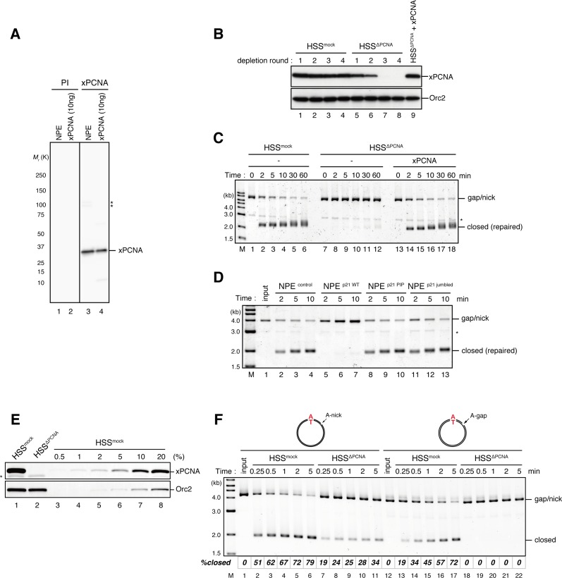 Figure 3—figure supplement 1.