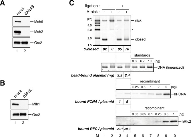 Figure 4—figure supplement 2.