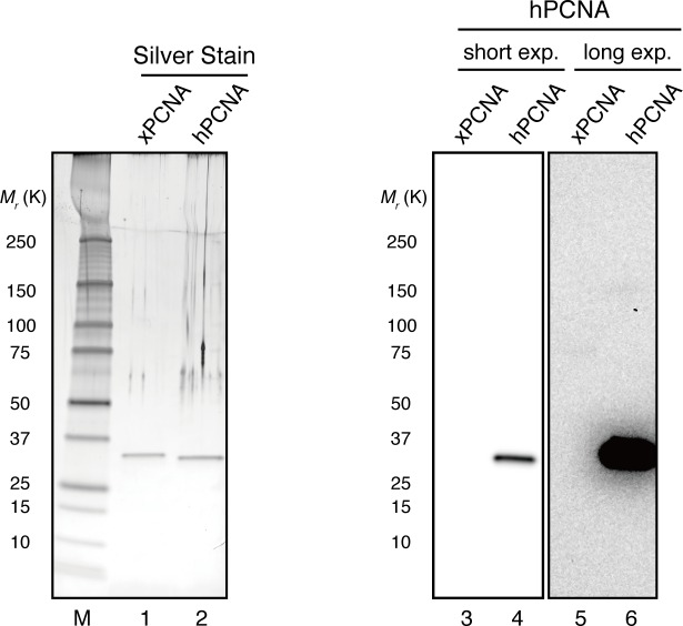 Figure 5—figure supplement 1.