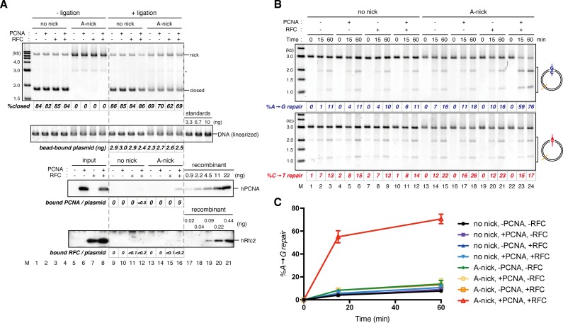 Figure 4—figure supplement 1.