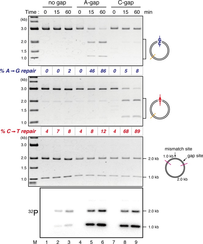 Figure 1—figure supplement 2.