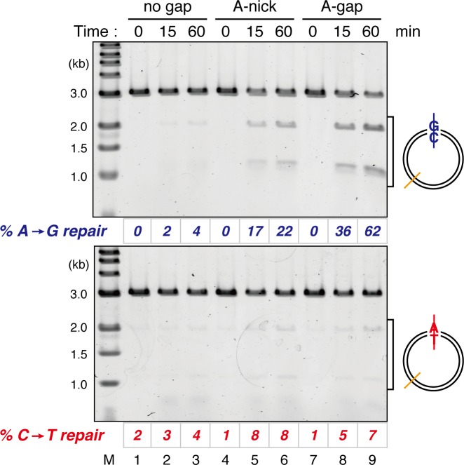 Figure 1—figure supplement 4.