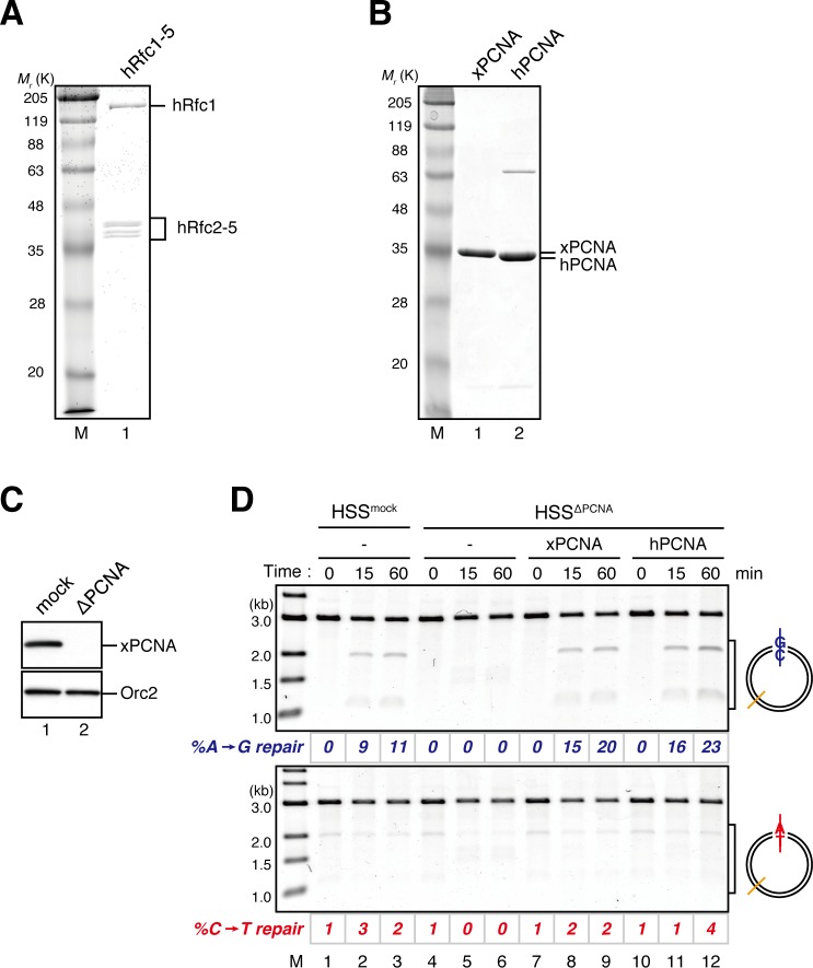 Figure 3—figure supplement 2.