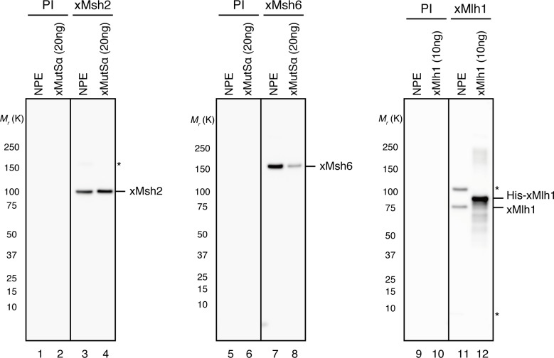 Figure 1—figure supplement 3.